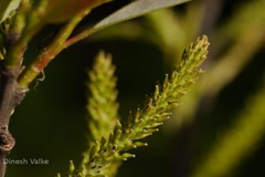 Salix tetrasperma